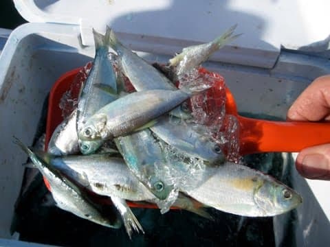 Rigging Shad For Delta Stripers