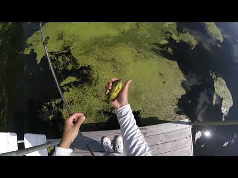 Fishing at Lake Smetana in Eden Prairie Minnesota 7 26 20