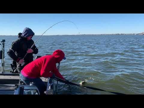 White Bass & Hybrid WINTER SECRETS! Fishing with Herbeck's Lonestar Fishing on Cedar Creek Lake, TX