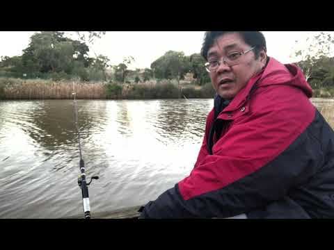 3 nice size bream, maribyrnong river