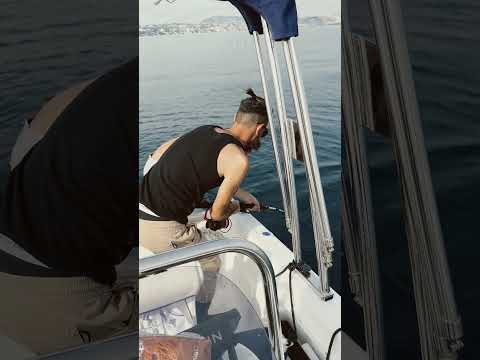 TONNO NEL GOLFO DI NAPOLI