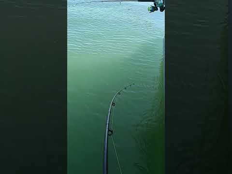 Something terrible happens #fishing #australia #fish #shark #bigfish