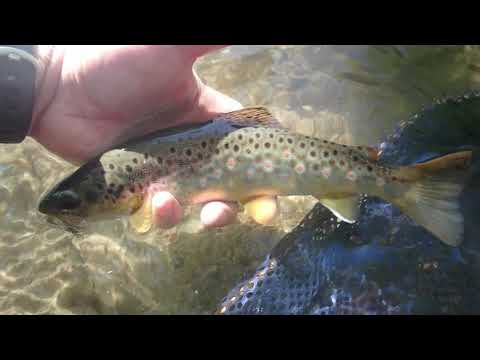 Brown trout fishing in downtown Bozeman, MT.