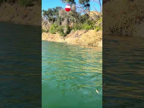 BERRYESSA BLUEGILL TIPS