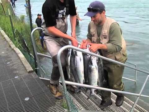 Limit of Sockeye Salmon Fishing Reds on the Kenai River    HUGE LOAD of FISH!