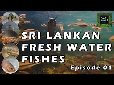 Sri Lankan Fresh Water Fishes | Episode 01 | ශ්‍රී ලංකාවේ මිරිදිය මත්ස්‍යයින් #documentary #ecology