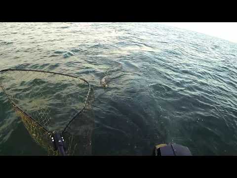 Joe &amp; Joel, Lake St.Clair Muskie 2014