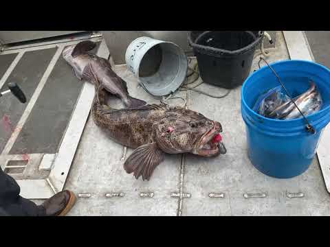 Cordova, Alaska 2021 - Boat: Storm Prince / Big Lingcod in Gulf of Alaska