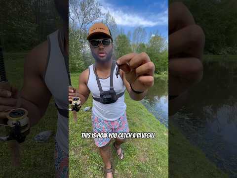 Easiest way to catch GIANT Bluegill!!!