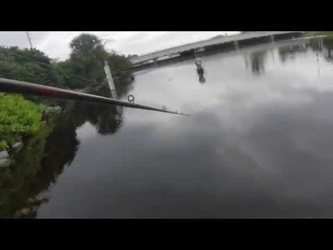 Spillway Peacock Bass