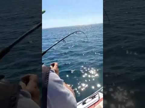 Gummy Shark Fishing In Port Phillip Bay