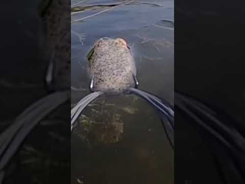 How to Fish a Topwater Frog Bassfishing Illinois Fish tricks for catching pressured bass Frog