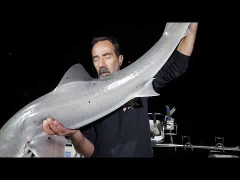 Fishing Circle Hooks GUMMY SHARK on Reedy's Dominator Port Phillip Bay Southern End