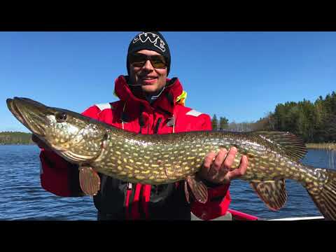 Pikefishing in Sweden 2018