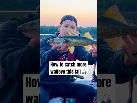 How to catch more walleye this fall 🎣  #fishingtips