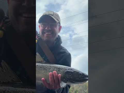 Big Vermont Landlocked Salmon in the Clyde River.. #fishing #vermont #salmonrun #salmon