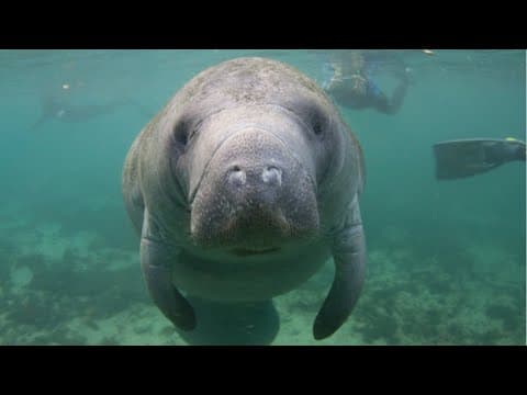Have We Set Up The Manatees To Starve &amp; Die???