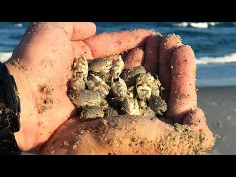 The Easiest Way To Catch Sand Fleas (Without A Sand Flea Rake)