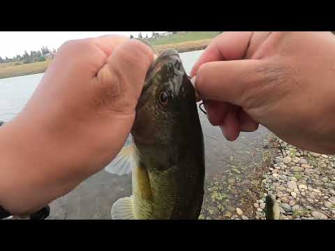 Fresno Bass Fishing(San Joaquin river Ponds)