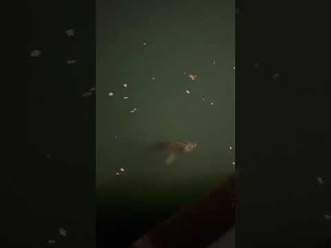 Grass carp eating top water