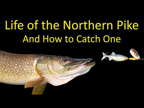 Life of a Northern Pike and How to Fish for Pike