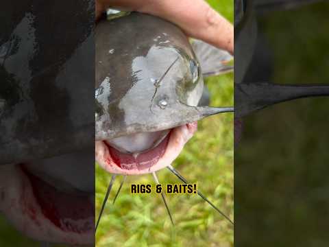 The BEST Catfishing BAITS &amp; RIGS!! #shorts #fishing #catfish