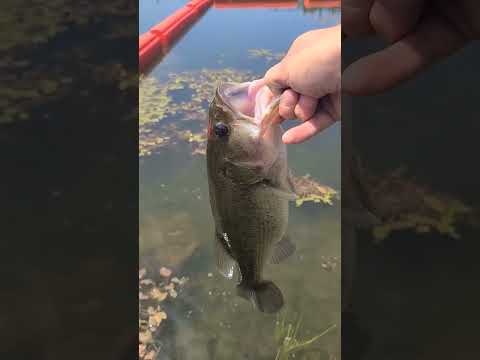 Nice day for fishing! #bassfishing #fishing #Idaho