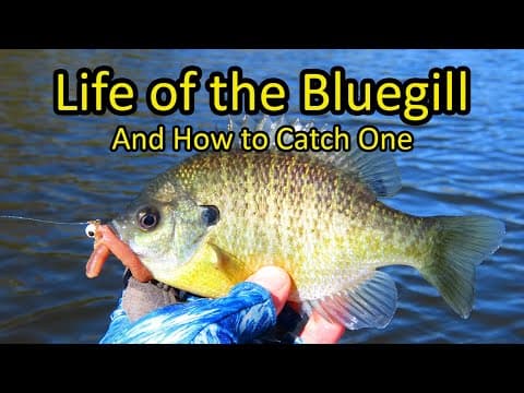 Life of the Bluegill and How to Fish for Bluegill