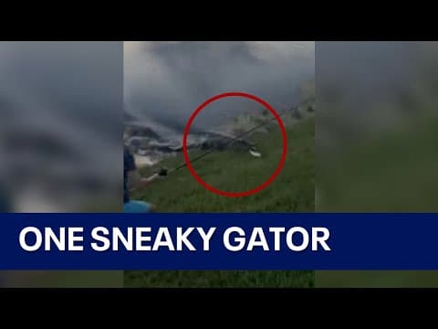 Alligator charges from water to steal Florida boy&#39;s fish in viral sneak attack