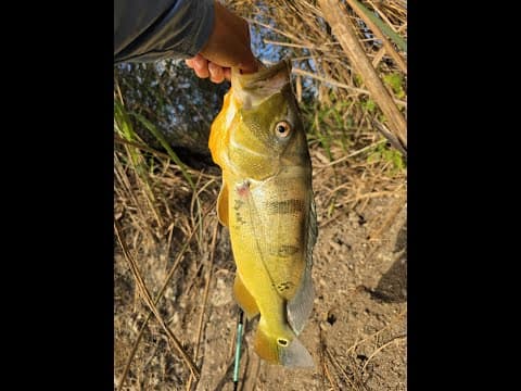 Peacock Bass in Miami. Catching this peacock bass on a soft plastic worm wasn’t easy!!!