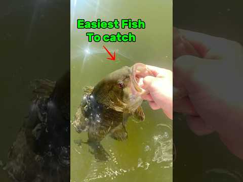 Top 5 Easiest Fish To Catch (for beginners)