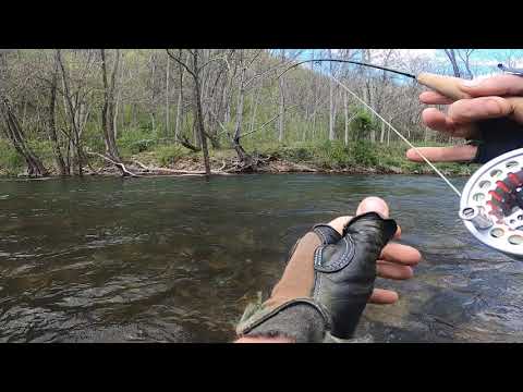 Huge Fall fish on South River (Rockbridge Co)