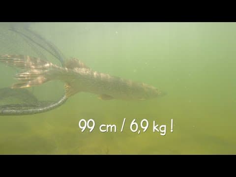 Fly Fishing for Northern Pike, Spring 2020