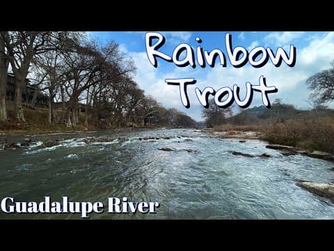 Guadalupe River: The Ultimate Rainbow Trout Destination