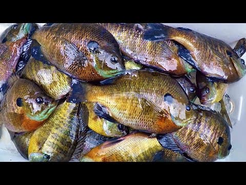 Easy Way To Catch Bluegill For Dinner