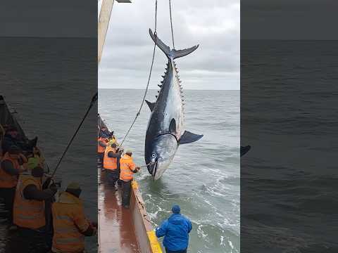 Deep-Sea Tuna Fishing#Marine Fishing Operation#Tuna Fishing#Deep-Sea Operation#Marine Fisheries