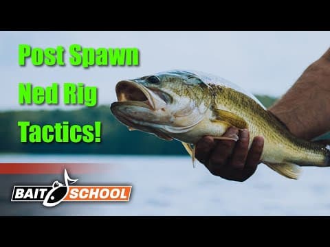 Proven Ned Rig Tactics for Post Spawn &amp; Early Summer Largemouth - Bait School