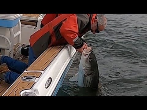 How to Catch Trophy Stripers on Chesapeake Bay - Monster Rockfish on LT!