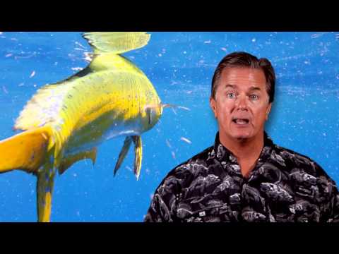 Fishing for Dolphin in the Florida Keys
