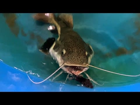 Redtail Catfish Eats 5 Live Mice