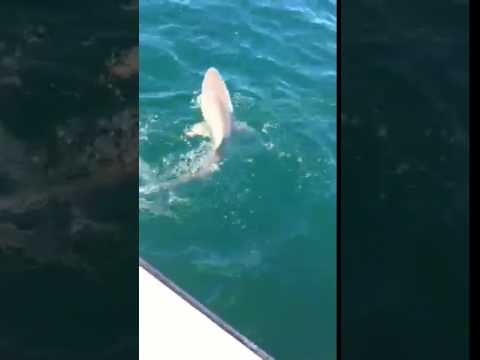 Blue Runner Charters