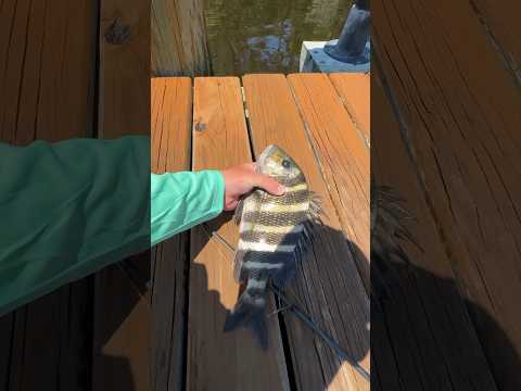 How to catch SHEEPSHEAD in 3 EASY steps 🎣🔥💯 #fishing #pesca #sheepshead #fishingbait #fish