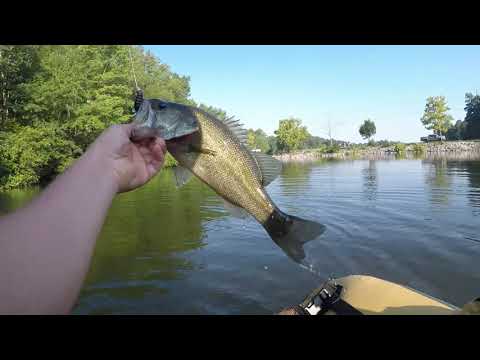 MORNING BITE Soft Plastics for Summer Bass