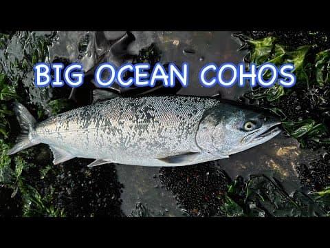 BIG OCEAN COHOS | WITH THE SALMONEROS