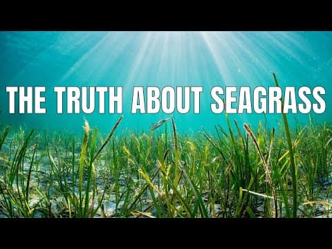 The Truth About Seagrass Kill Off