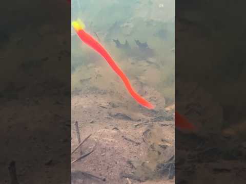 Try this SECRET technique for big spring bass!