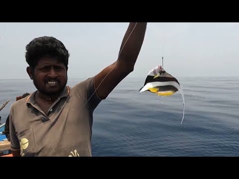 bite to Sword fish | Fishing for swordfish, seilfish, king fish &amp; tuna