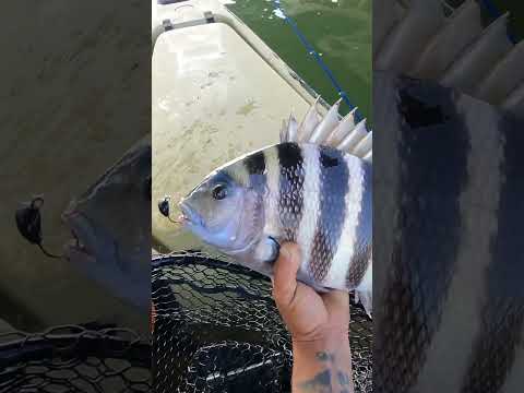 Return of the SHEEPSHEAD!!!!New York Fishing