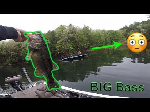 BIG Bass In Shallow Water! (Beltzville Lake)