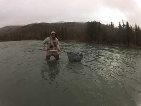 Kenai River Trout